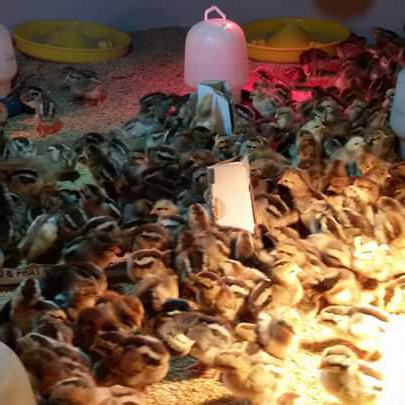 Gà lai chọi tía giống